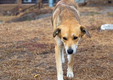 Evsiz kırmızı köpek sonbahar çim üzerinde basks.