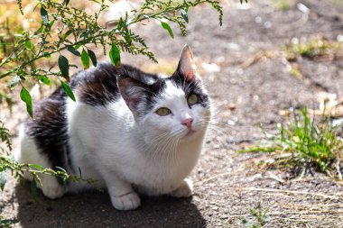 Yaz boyunca şişman kedi kilolu, sonbahar güneşinde güneşlenme.