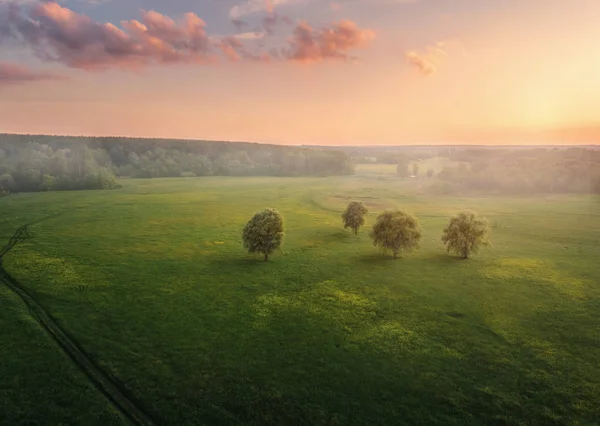 May Landscape Trees Flowers Field — Stock Photo, Image