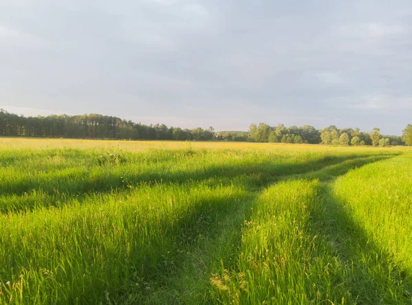 Road Field Grass Blue Sky Sunset — Stock Photo, Image