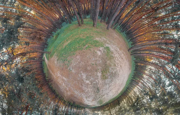 Lamă Pădurea Pin Vedere Sus Panorama — Fotografie, imagine de stoc