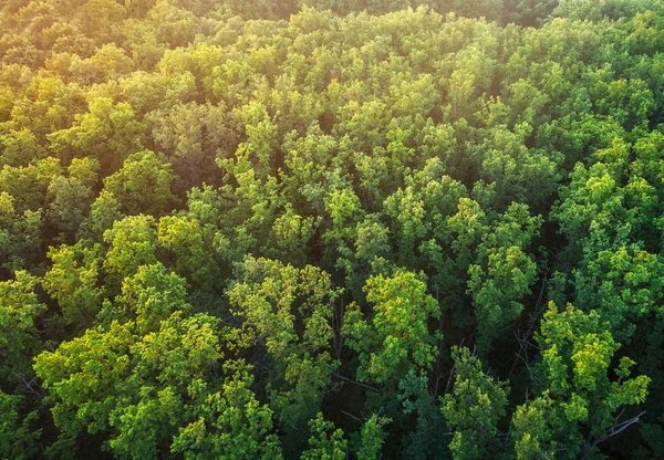 Vârful Unei Păduri Stejar Priveliște Copacilor Dintr Priveliște Ochi Pasăre — Fotografie, imagine de stoc