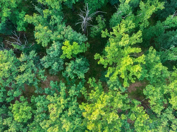 Floresta Pôr Sol Uma Vista Das Árvores Vista Pássaro Olho — Fotografia de Stock