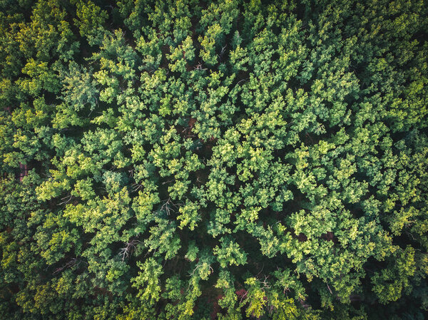 Forest from a bird's-eye view. Oak Grove — Stock Image Forest Bird Eye View Oak Grove Stock Photo