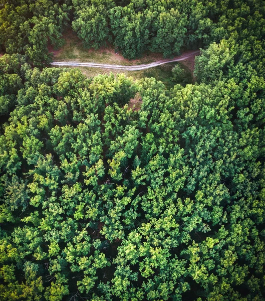 Gyönyörű Tölgyerdőben Road Fák Között — ingyenes stock fotók