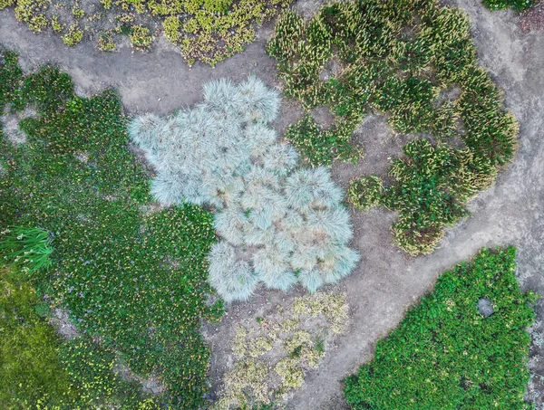 Frumoasa Textura Vegetativa Naturala Iarba Plante Vedere Sus — Fotografie, imagine de stoc