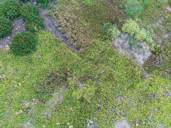 Natürliche Vegetative Textur Gras Und Pflanzen Draufsicht — Stockfoto