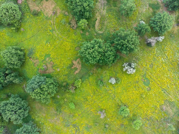 Sommerfeld Mit Bäumen Und Blumen Luftaufnahme — Stockfoto