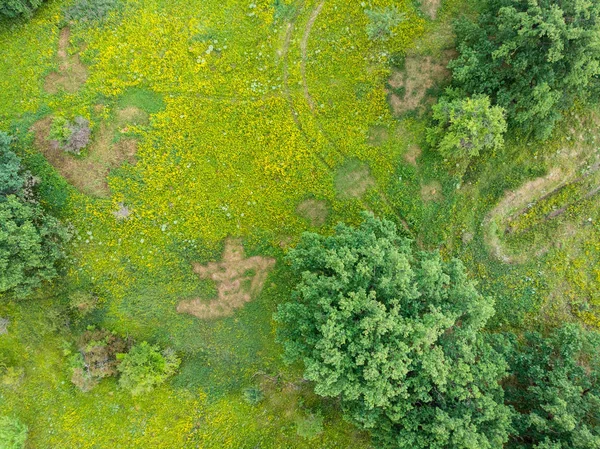Luftaufnahme Eines Sommerfeldes Mit Blumen Und Bäumen — Stockfoto
