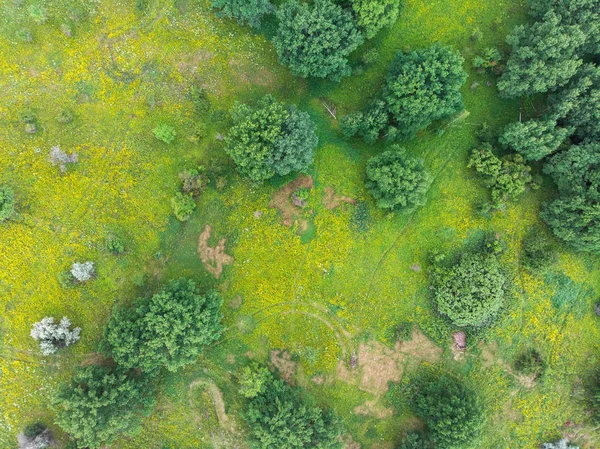 Câmp Frumos Copaci Flori Galbene Vedere Sus — Fotografie, imagine de stoc