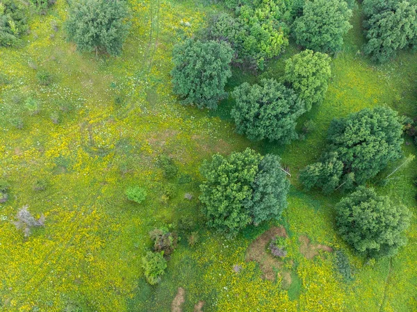 Feld Mit Bäumen Und Gelben Blumen Bei Sonnenuntergang Draufsicht — Stockfoto