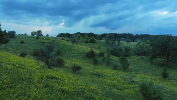 オークの木と黄色い花を持つフィールド — ストック動画