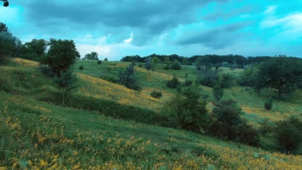 Campo Com Carvalhos Flores Amarelas — Vídeo de Stock