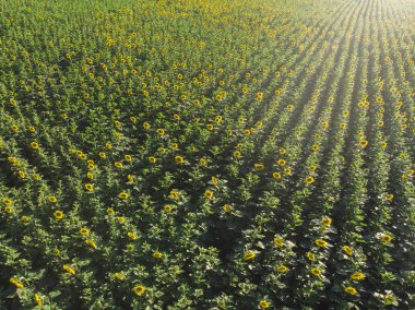 Orman ve yol havadan görünümü 