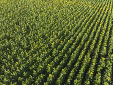 Orman ve yol havadan görünümü 