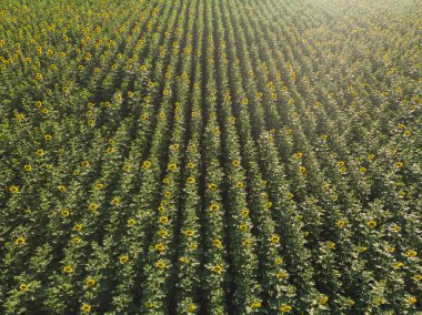 Yukarıdan görüş alanı içinde genç ayçiçeği