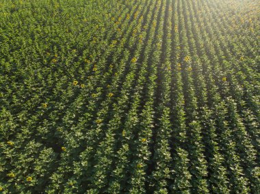 Yukarıdan görüş alanı içinde genç ayçiçeği