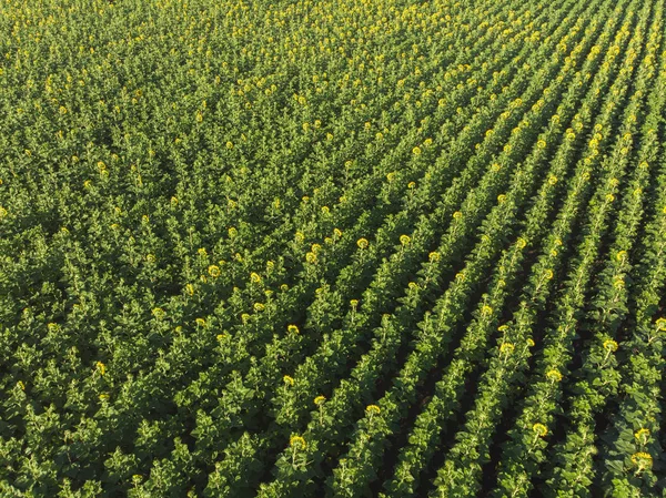 Orman ve yol havadan görünümü 