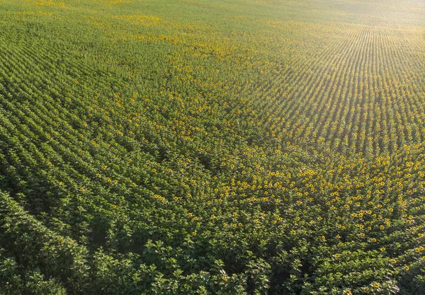 Yukarıdan görüş alanı içinde genç ayçiçeği