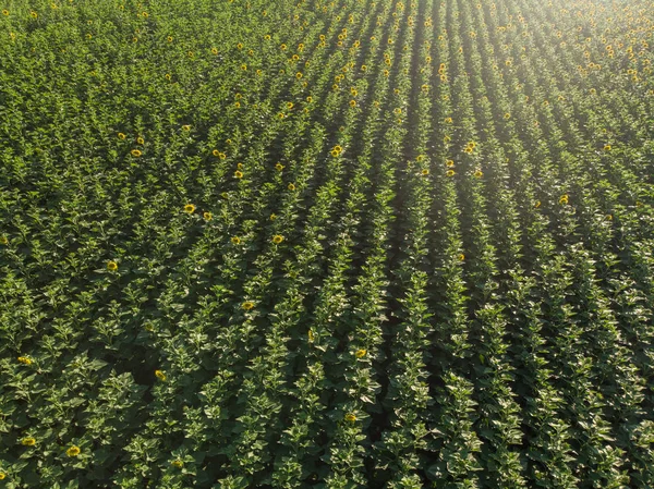 Yukarıdan görüş alanı içinde genç ayçiçeği
