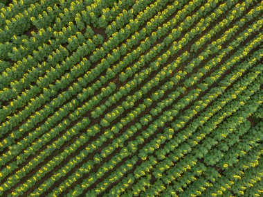 Bir kuş bakışı günbatımı görünümünden, ayçiçeği alanıyla
