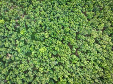 Orman - uçak görünümünden