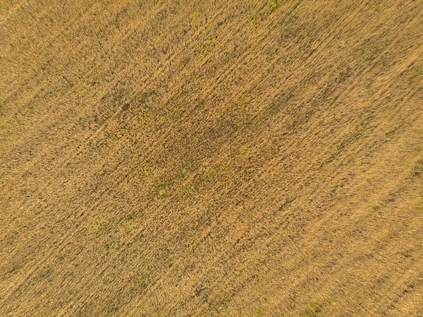 Konsistens Vetefält Naturen — Stockfoto