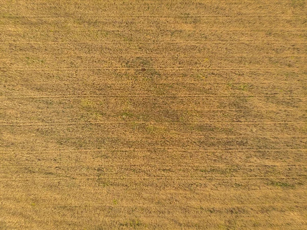 Texture Wheat Field View Drone — Stock Photo, Image
