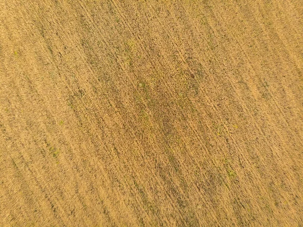 テクスチャ 美しい小麦畑の無人偵察機からの眺め — ストック写真