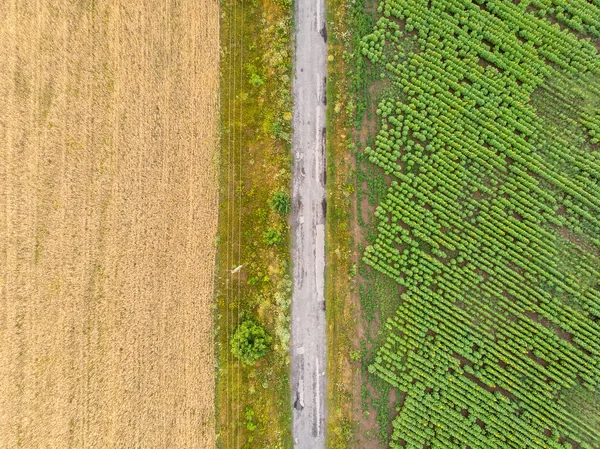 Weizen Und Sonnenblumenfeld Entlang Der Straße — Stockfoto