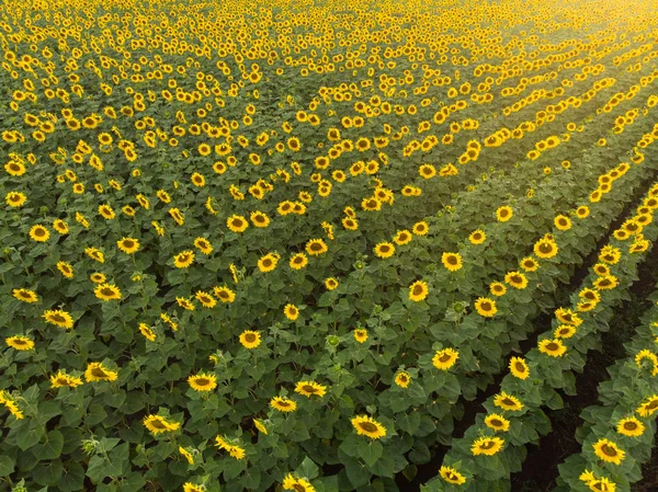 Campo Com Girassóis Amarelos Pôr Sol — Fotografia de Stock