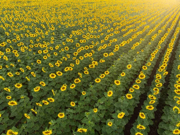 Campo Bonito Com Girassóis Pôr Sol Vista Drone — Fotografia de Stock