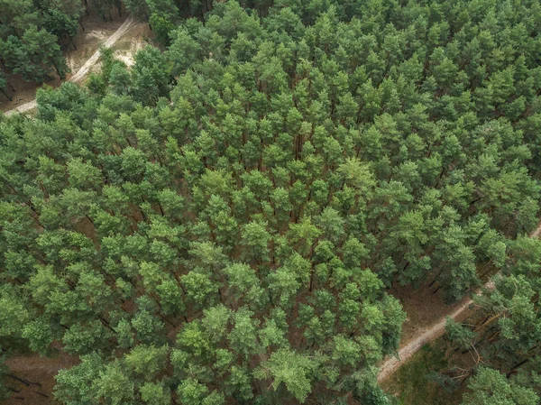 Drumul Pădurea Pin Vară Vedere Dronă — Fotografie, imagine de stoc