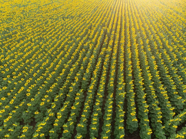 Pola Żółte Słoneczniki Zachodzie Słońca — Zdjęcie stockowe