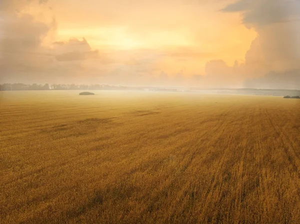 Beautiful Wheat Field Sunset Rain — Stock Photo, Image