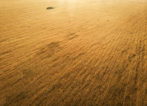 夕暮れ時の小麦畑 — ストック写真