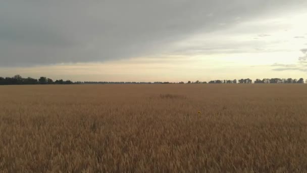 Wheat Field Beautiful Sunset Top View — Stock Video