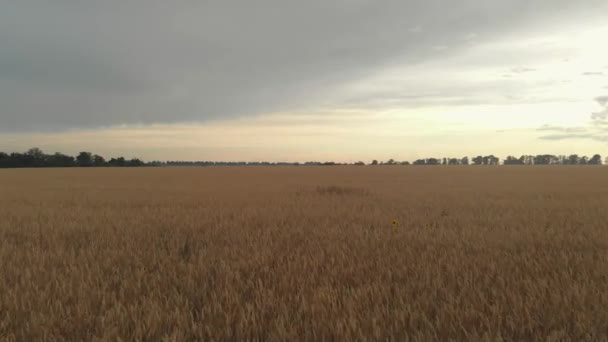 Campo Trigo Atardecer Hermoso Vista Superior — Vídeo de stock