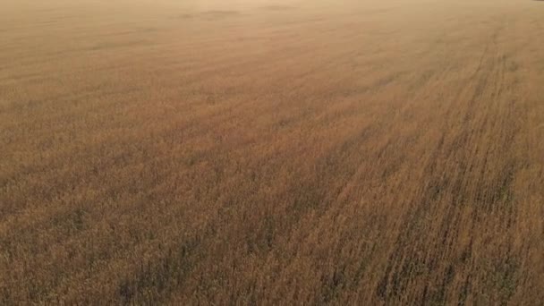 Tarweveld Bij Mooie Zonsondergang Bovenaanzicht — Stockvideo