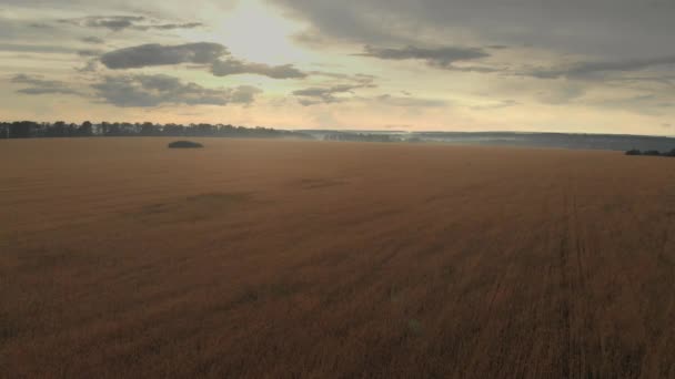 Tarweveld Bij Mooie Zonsondergang Bovenaanzicht — Stockvideo