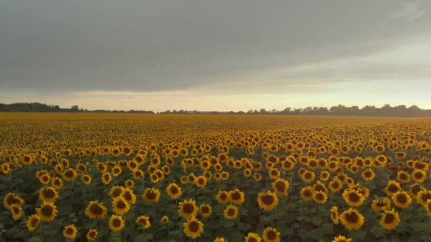 Schönes Feld Mit Sonnenblumen Bei Sonnenuntergang Blick Von Der Drohne — Stockvideo