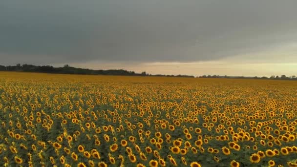 Mooie Veld Met Zonnebloemen Bij Zonsondergang Uitzicht Vanaf Drone — Stockvideo