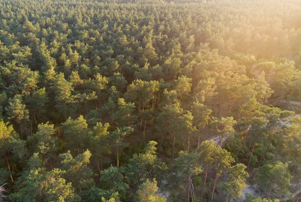 Bosque Pinos Vista Superior Naturaleza Viajes — Foto de stock gratuita