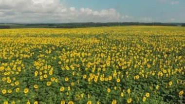 Gün batımında sarı ayçiçeği alanıyla 