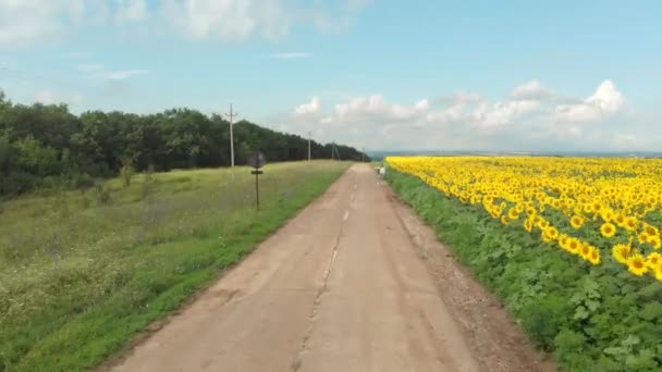 Mladá Žena Stopování Ráno Cestování — Stock video