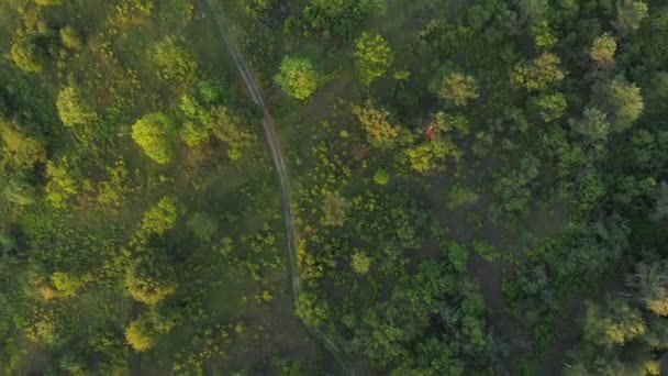 Floresta Campo Estrada Vista — Vídeo de Stock