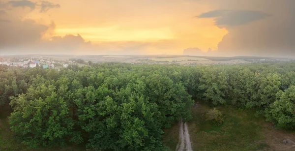 Sommaren Skog Vid Solnedgången Naturen — Stockfoto