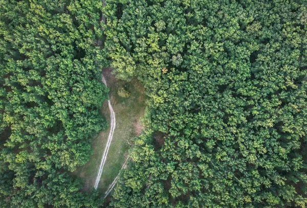 Pădure Drum Vedere Sus — Fotografie de stoc gratuită
