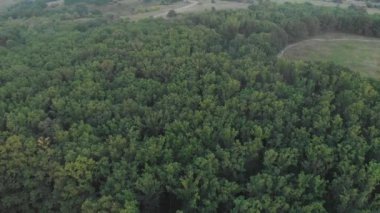 yeşil orman - üstten görünüm. Doğa, seyahat