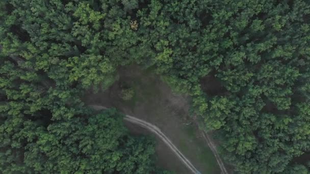 Floresta Estrada Vista Cima — Vídeo de Stock